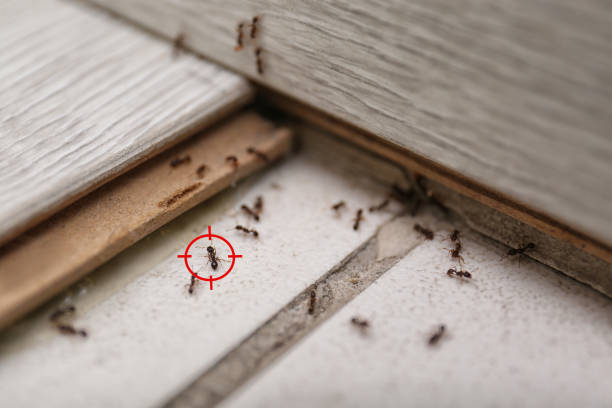 Best Best Pest Control Companies  in New Wilmington, PA