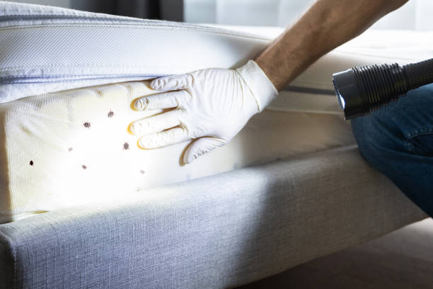 Best Pest Control Near Me in New Wilmington, PA