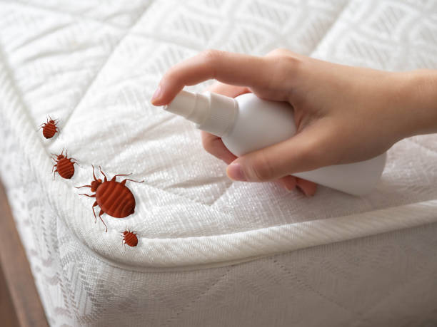 Trusted New Wilmington, PA Pest Control Experts